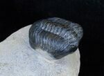 Struveaspis Trilobite New Phacopid #3220-5